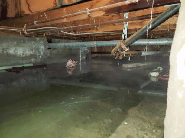 Best Water damage restoration specialists  in Highlands, TX